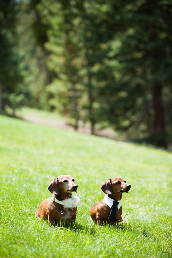 Miranda + Bryce V3 Ranch Breckenridge Rustic Woodland Wedding