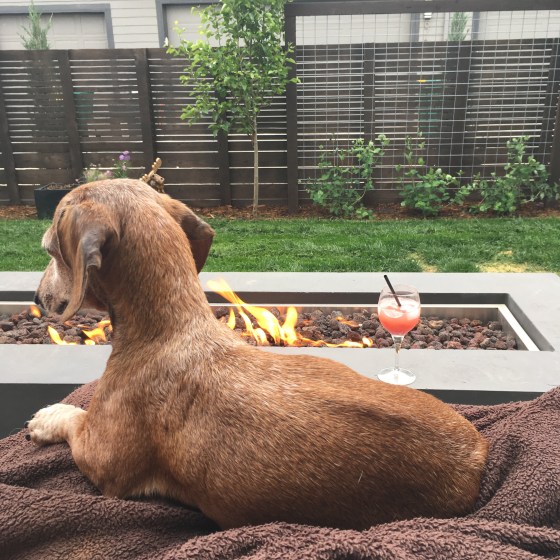 firepit trellis dachshund