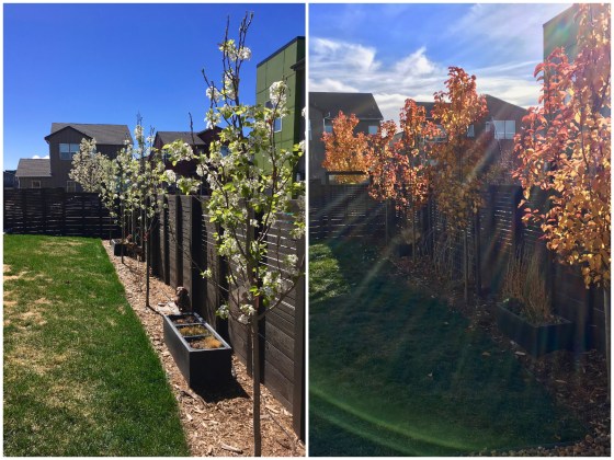 chanticleer pear tree autumn spring.jpg