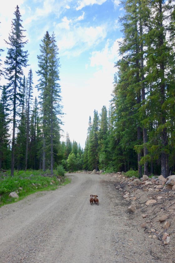 colorado camping with pups